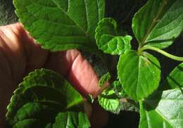 Image de Plectranthus ciliatus E. Mey.