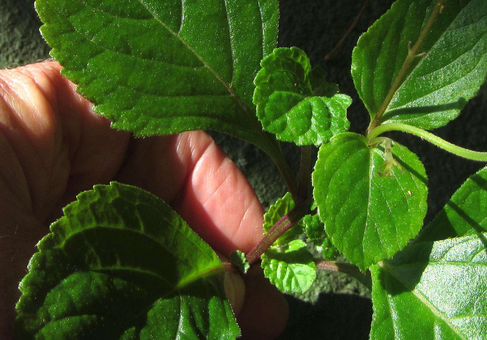 Image of speckled spur flower