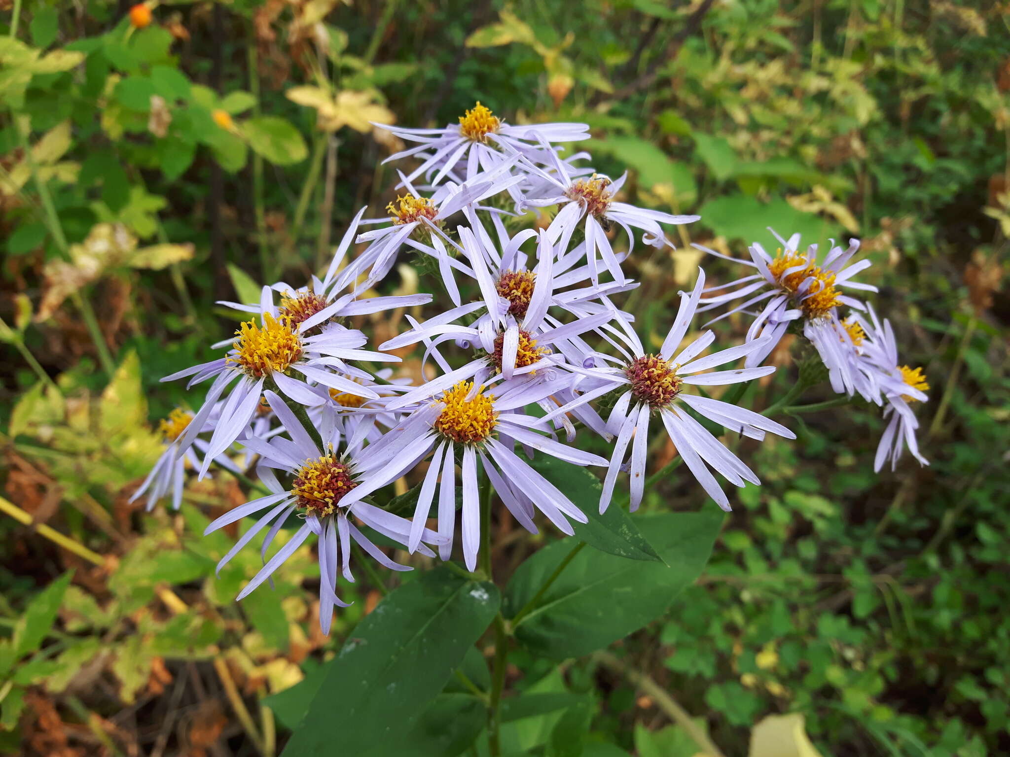 صورة Eurybia conspicua (Lindl.) G. L. Nesom