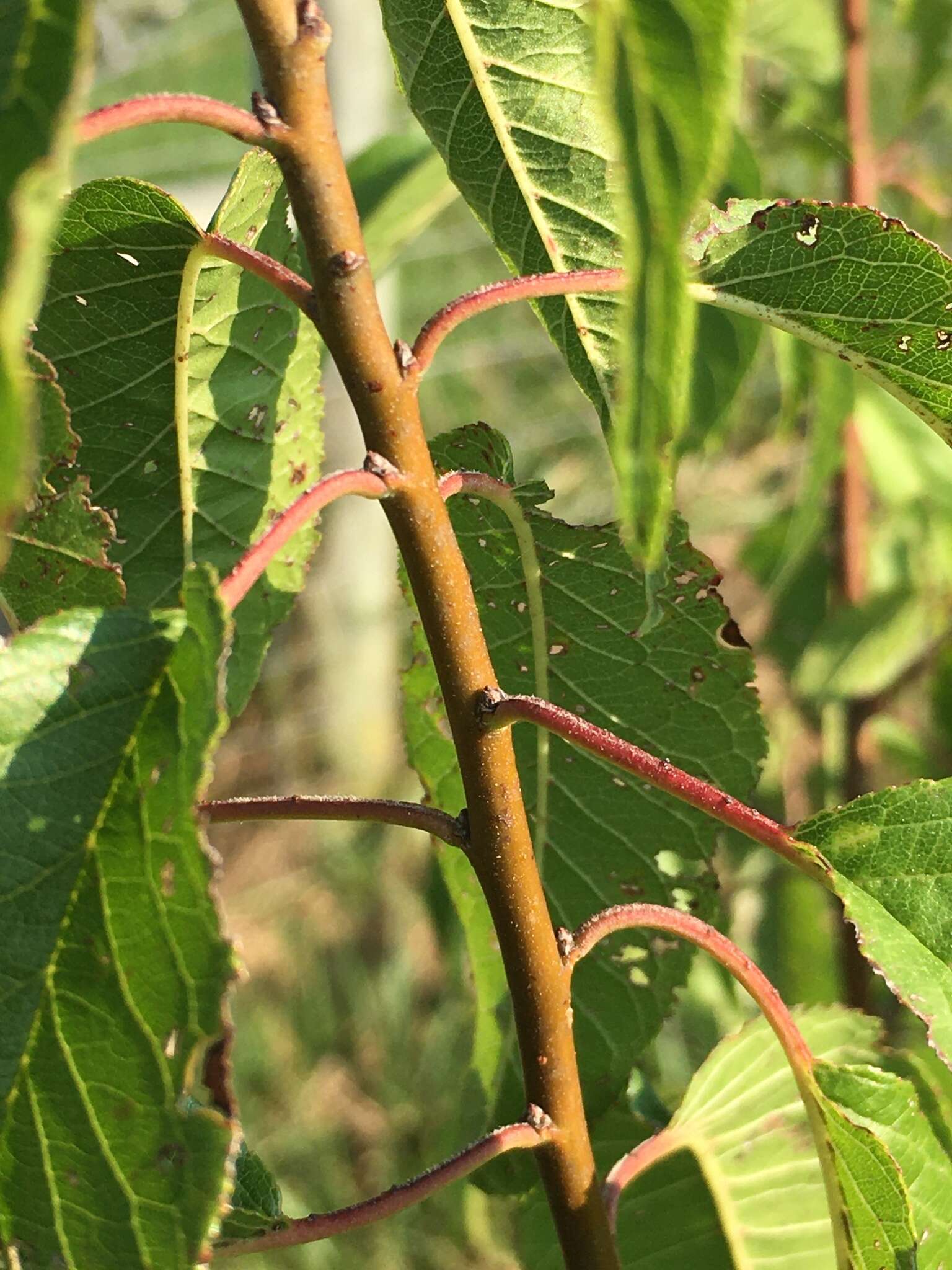 Plancia ëd Prunus munsoniana W. F. Wight & Hedrick