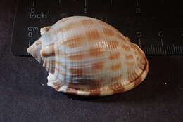 Image of Phalium decussatum (Linnaeus 1758)