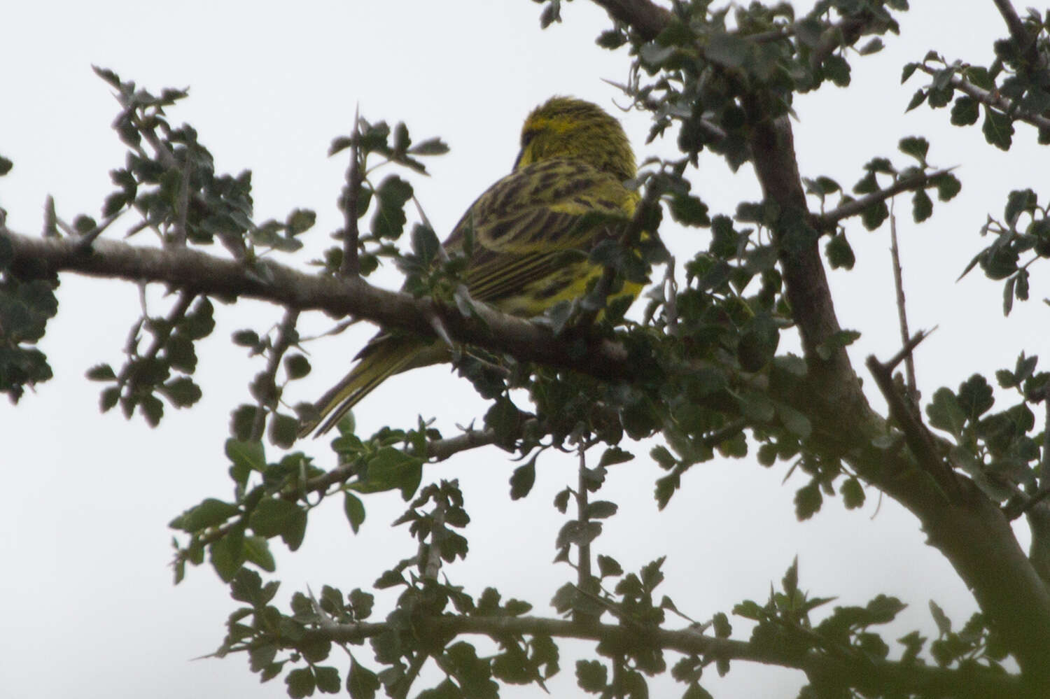 Image of White-bellied Canary