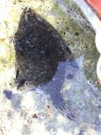 Image of Starry Flounder