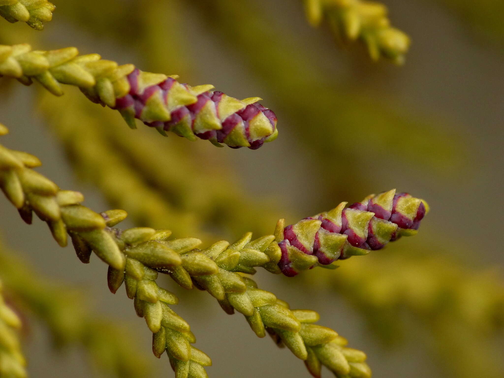 Imagem de Lepidothamnus laxifolius (Hook. fil.) Quinn