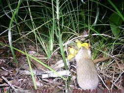 Image of Australian Pale Field Rat