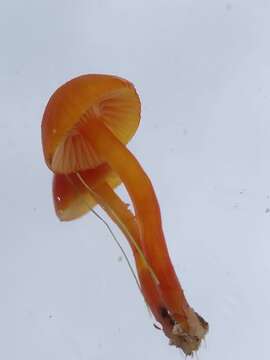 Image of Hygrocybe insipida (J. E. Lange) M. M. Moser 1967