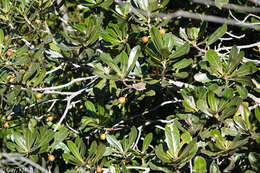 Image of Tapia tree