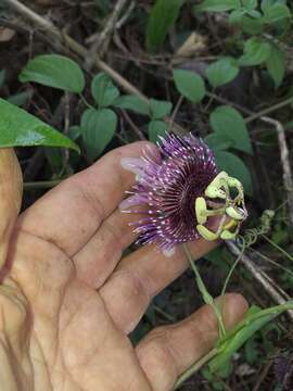 Image of Passiflora smithii Killip