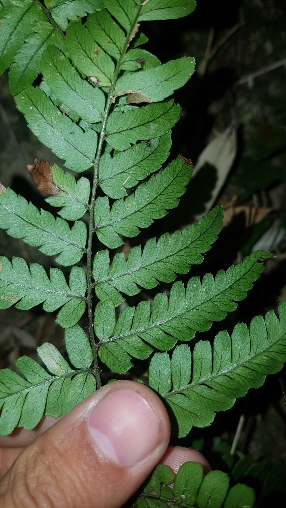 Plancia ëd Dryopteris fuscipes C. Chr.