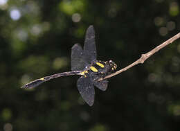 صورة Gomphidictinus perakensis (Laidlaw 1902)