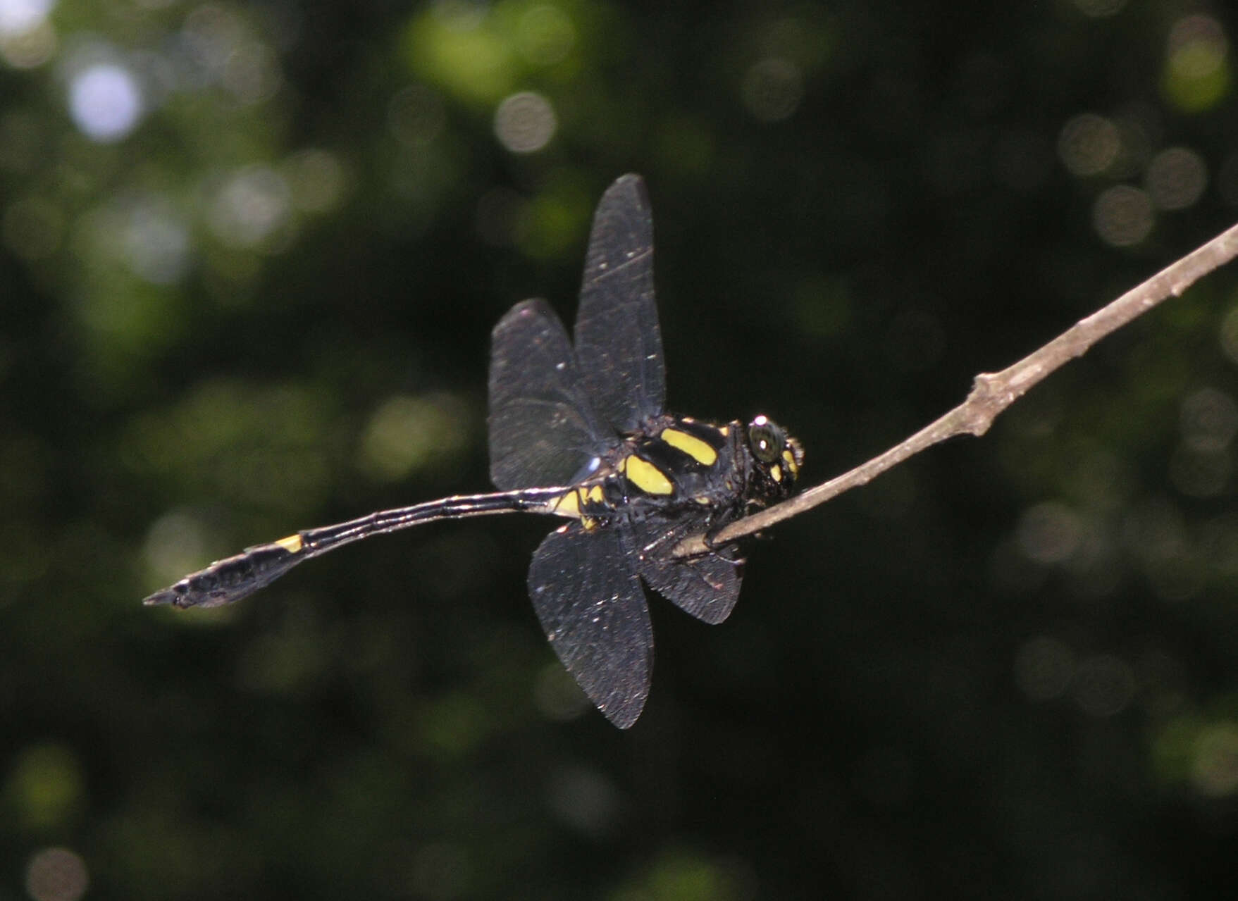 Imagem de Gomphidictinus perakensis (Laidlaw 1902)