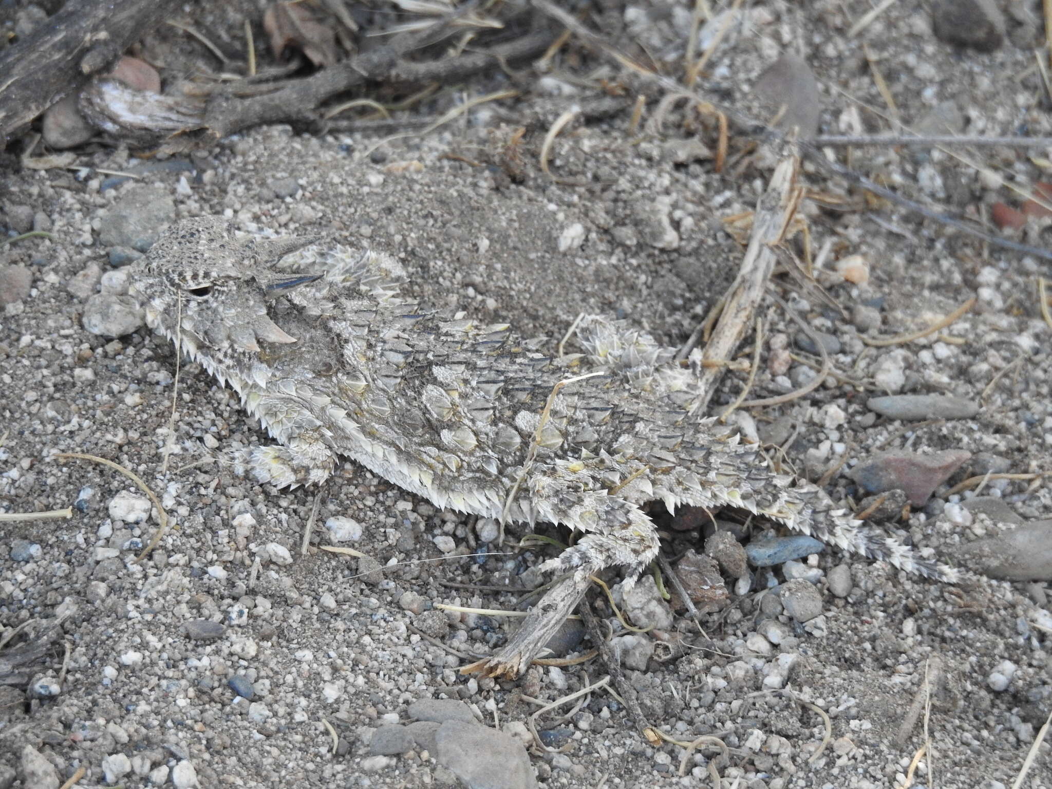 Image of Cedros Island Horned Lizard