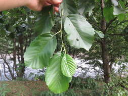 Imagem de Alnus glutinosa subsp. barbata (C. A. Mey.) Yalt.