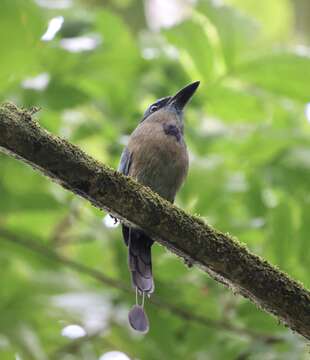 Image of Keel-billed Motmot