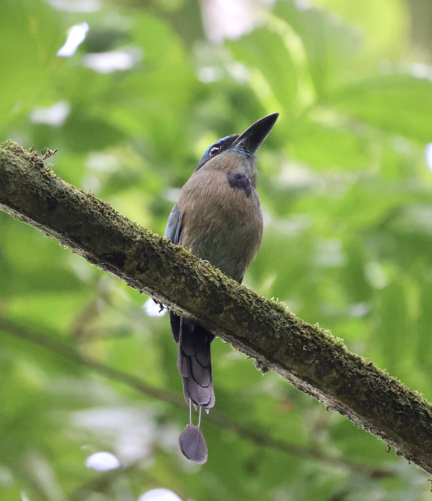 Image of Keel-billed Motmot