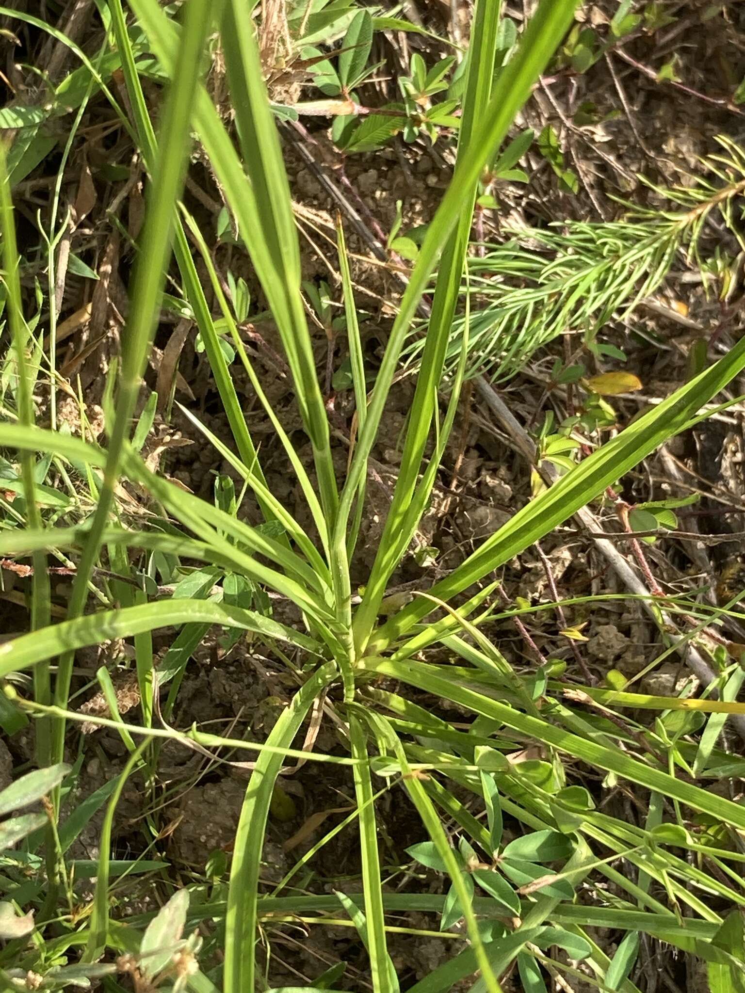 Image de Rhynchospora globularis (Chapm.) Small