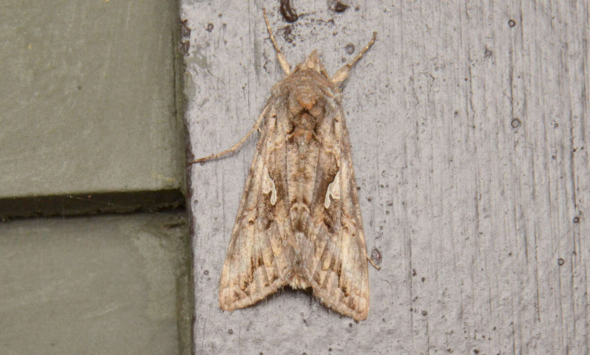 Image of Alfalfa Looper Moth