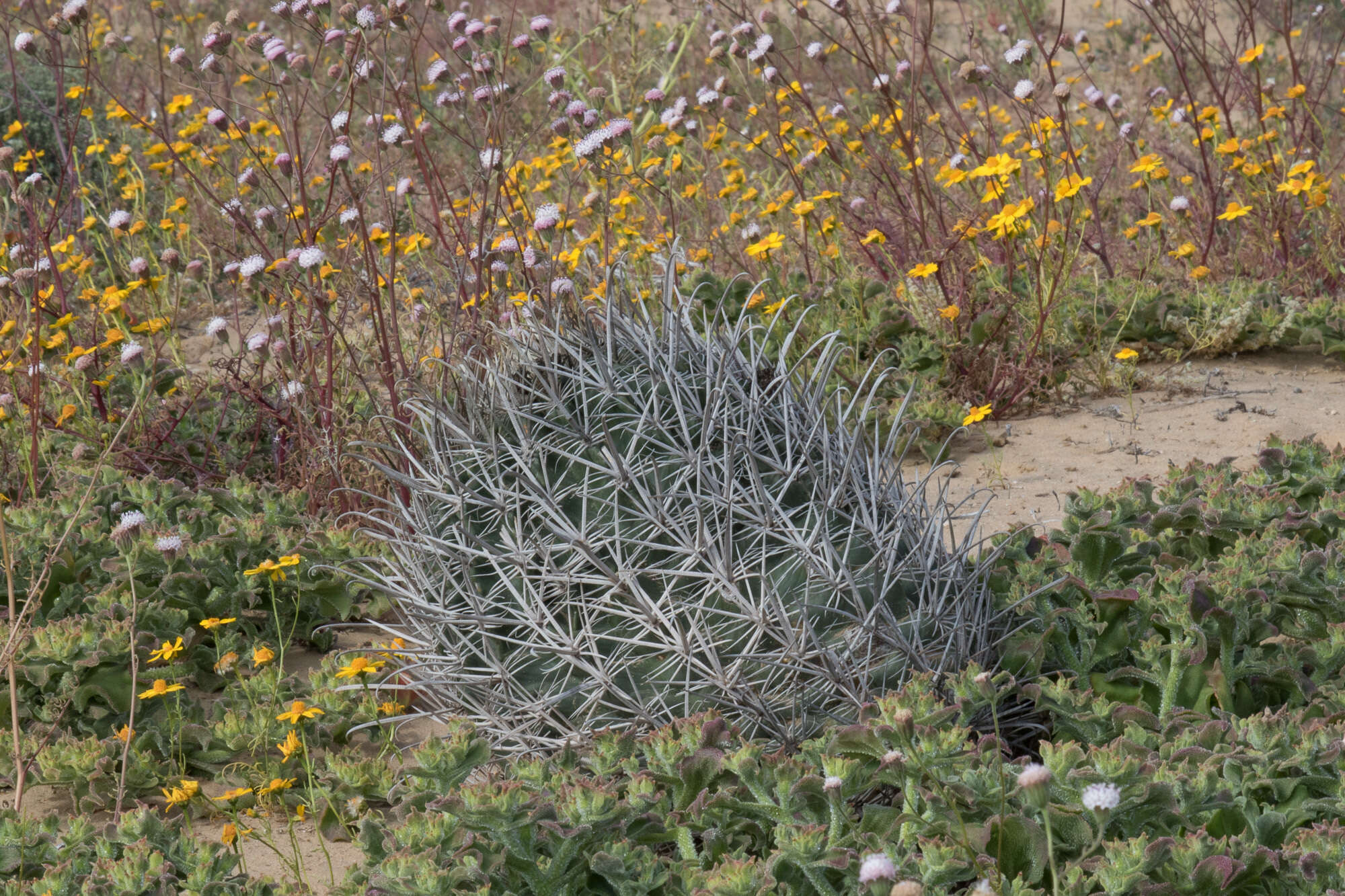 Image of Ferocactus fordii subsp. fordii