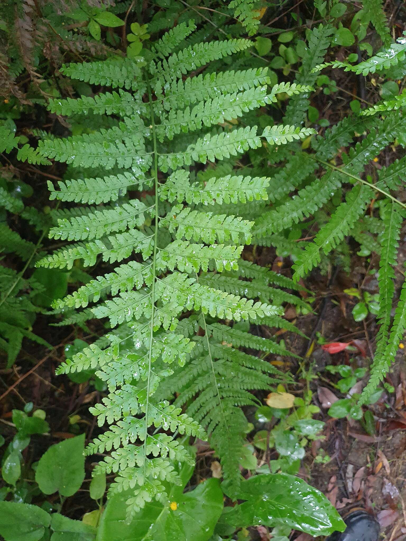 Plancia ëd Microlepia strigosa (Thunb.) C. Presl