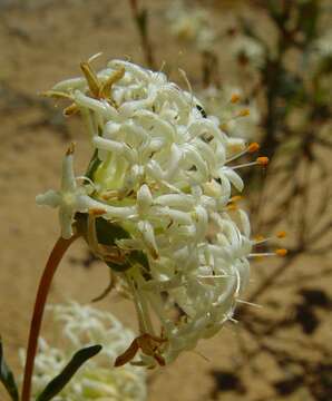 Image of Pimelea angustifolia R. Br.