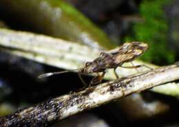 Image of Neopamera albocincta (Barber & H. G. 1953)