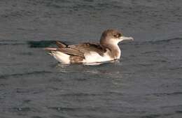 Image of Fluttering Shearwater