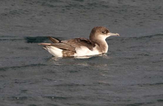 صورة Puffinus gavia (Forster & JR 1844)