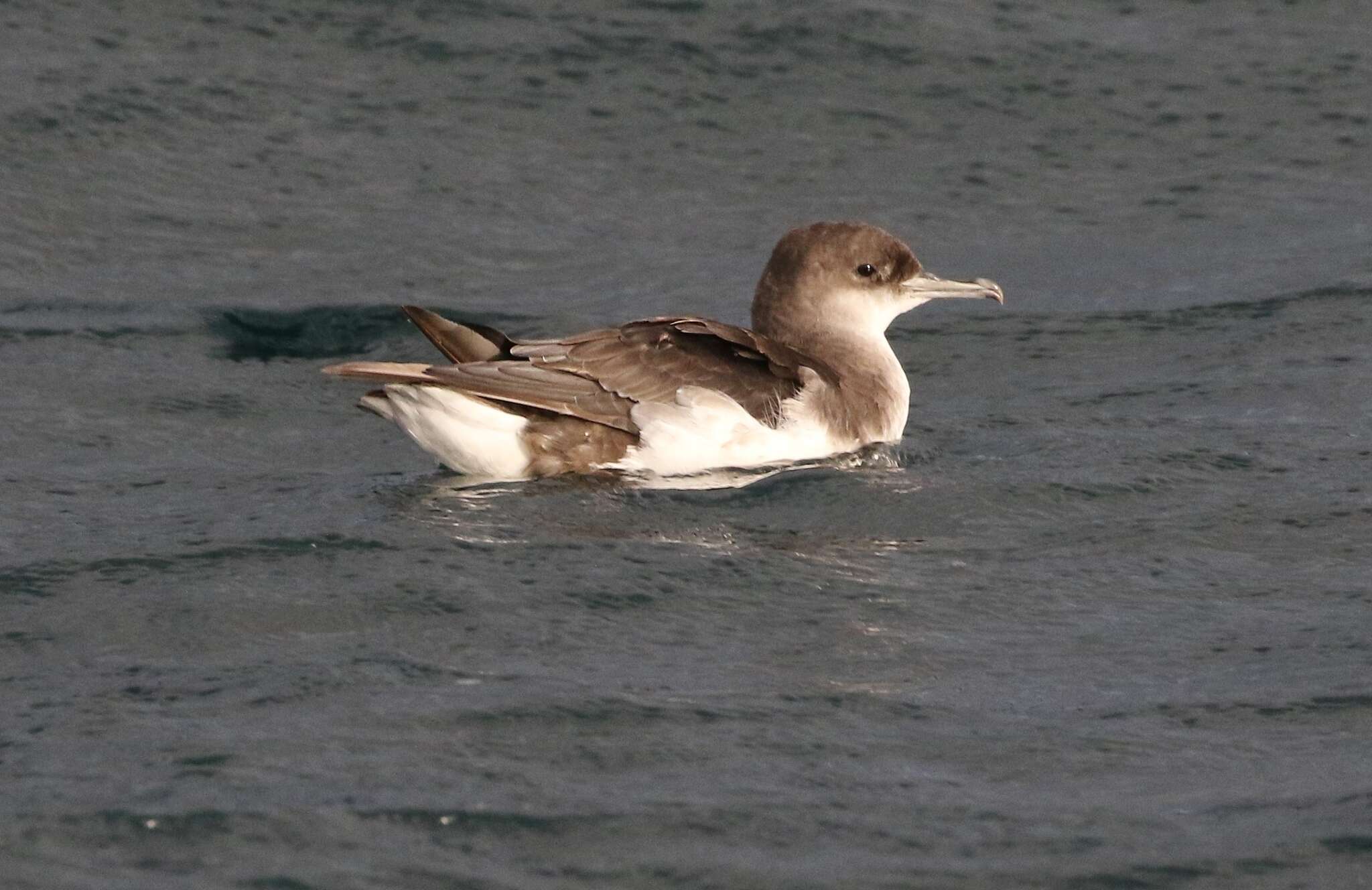 Image of Fluttering Shearwater