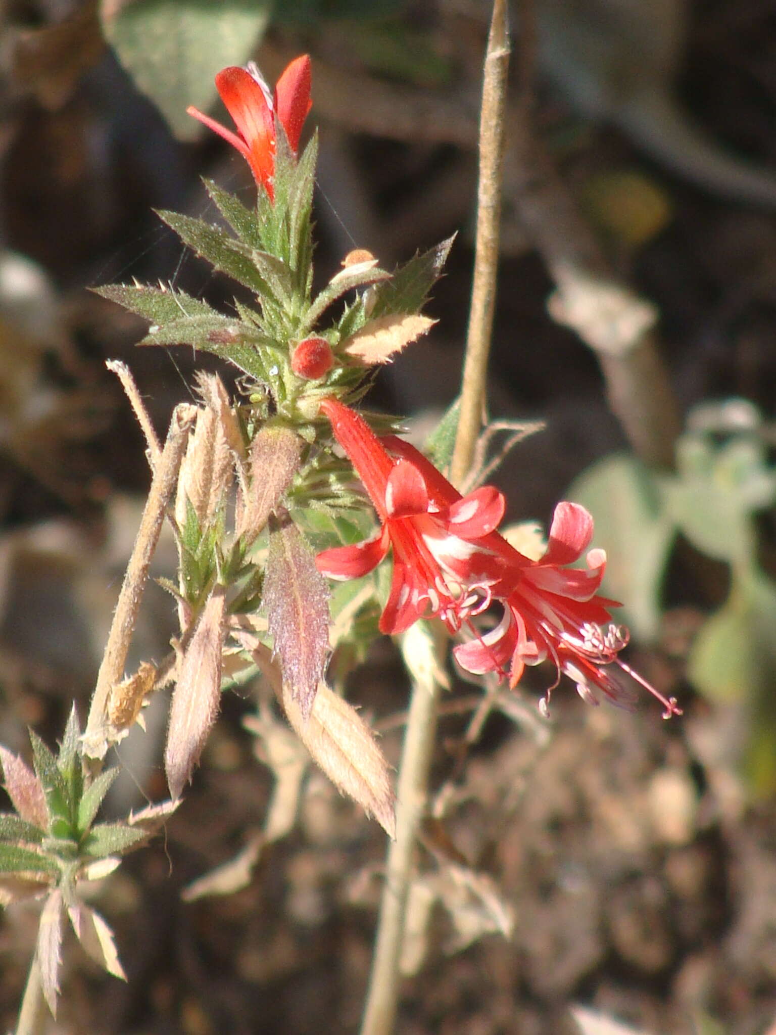 Image of Loeselia mexicana (Lam.) Brand