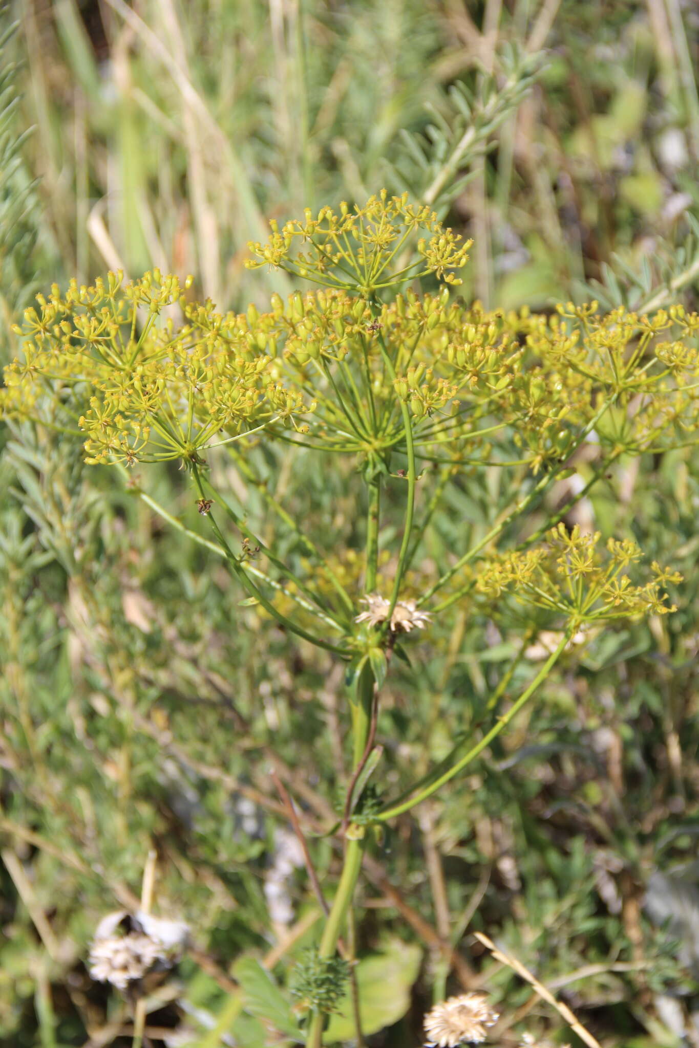 Image of Ferulago campestris (Besser) Grec.