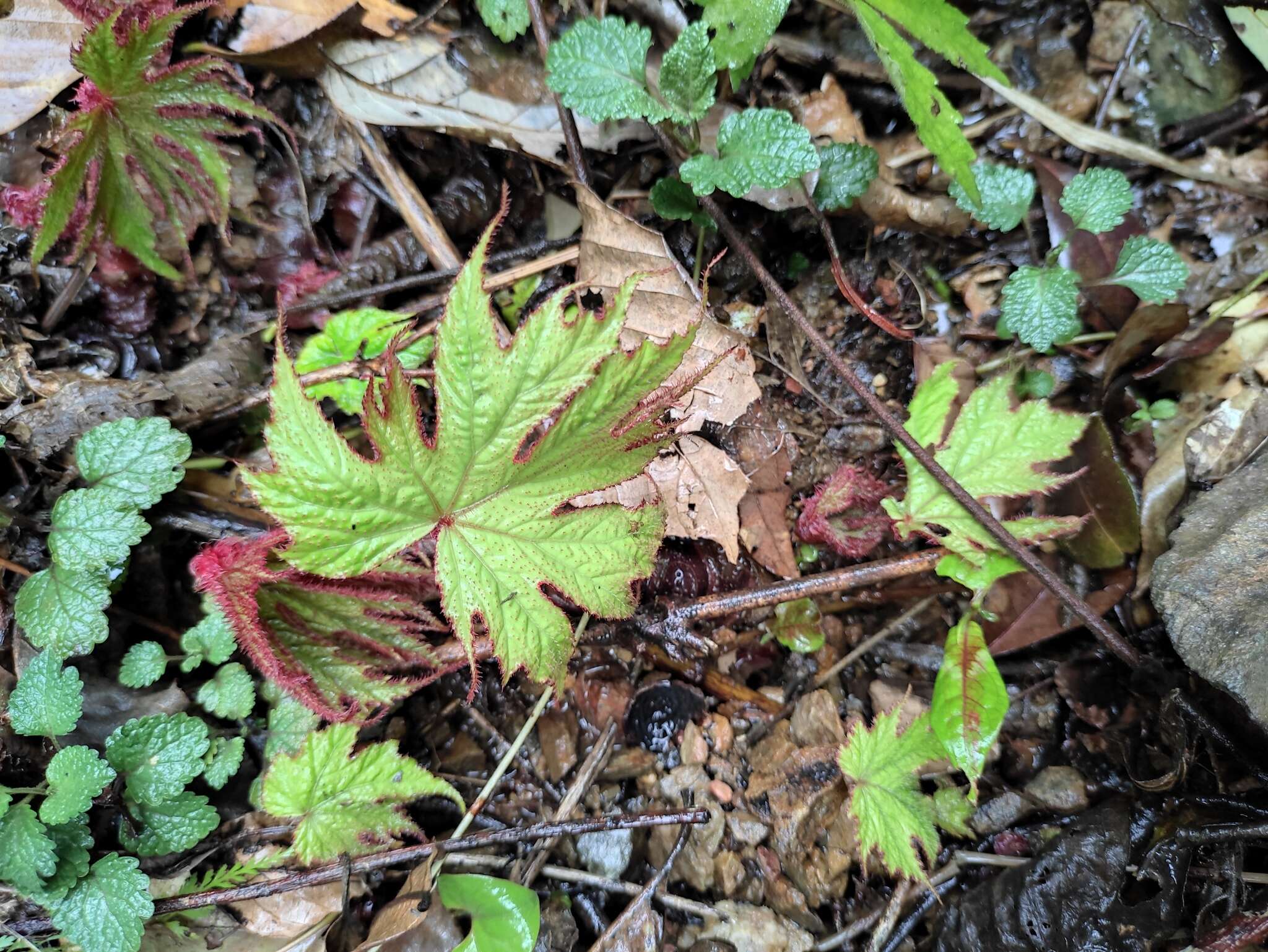 Image of Begonia algaia L. B. Sm. & Wassh.