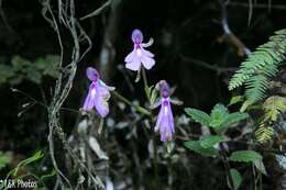 Image of Cynorkis lowiana Rchb. fil.