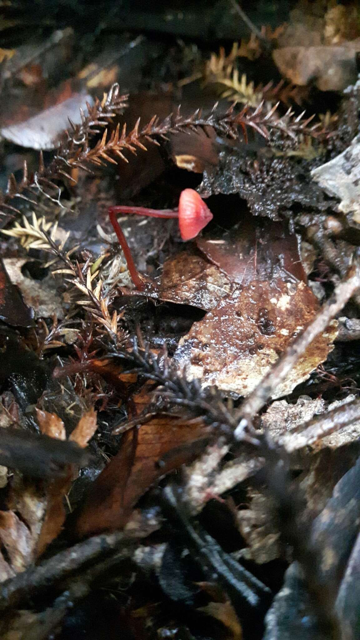 Sivun Mycena ura Segedin 1991 kuva