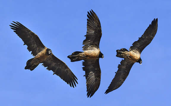 Image of Gypaetus barbatus barbatus (Linnaeus 1758)