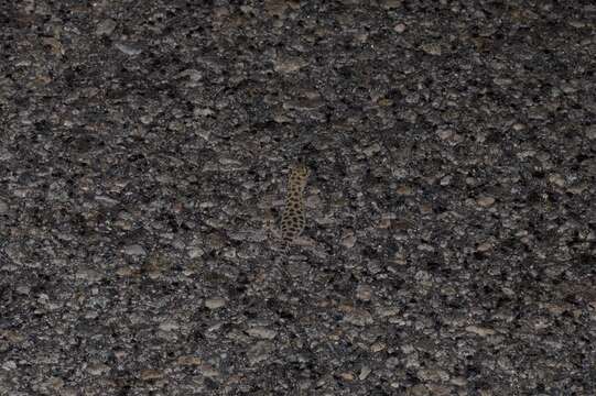 Image of Granite Night Lizard