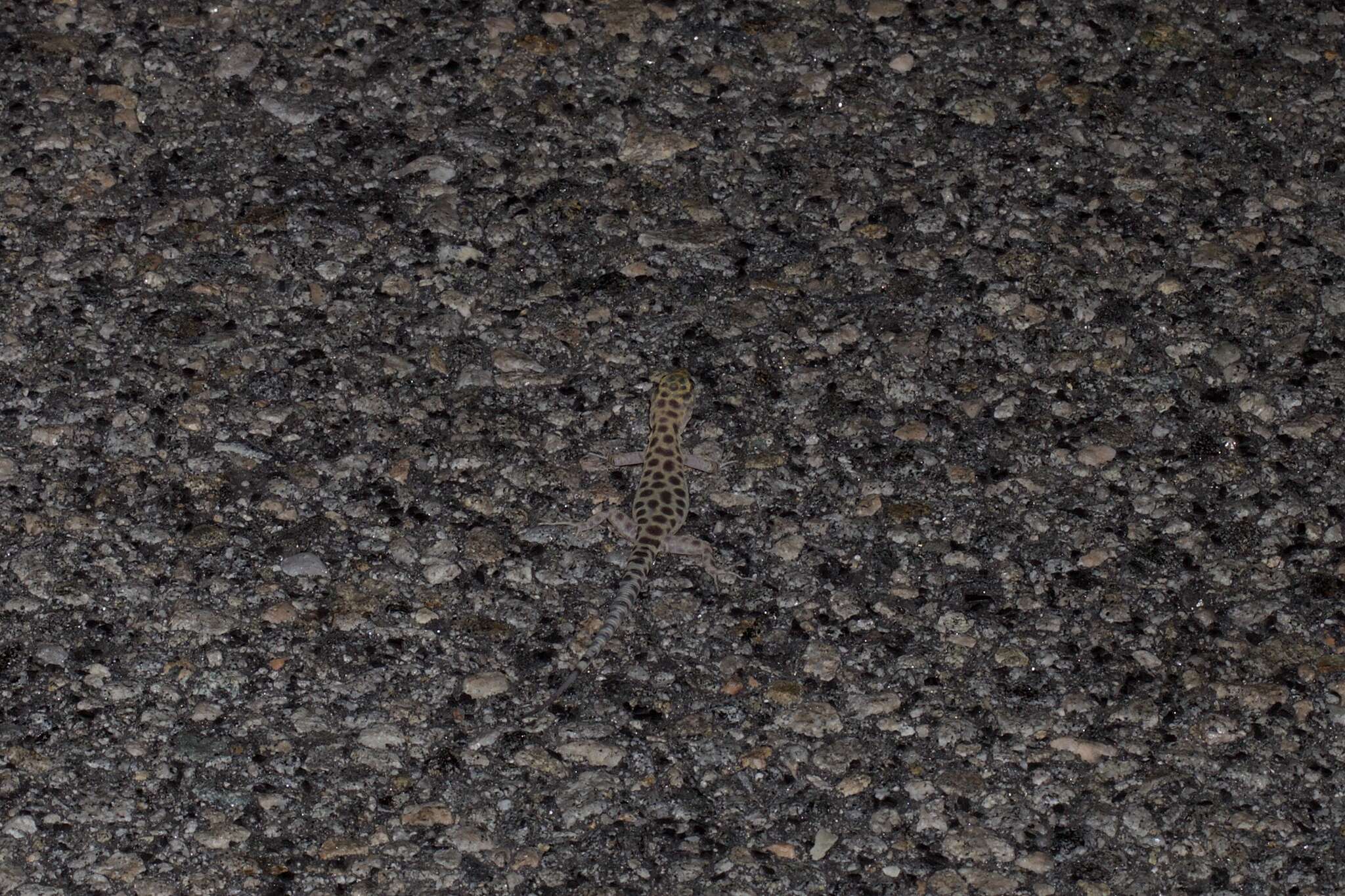 Image of Granite Night Lizard