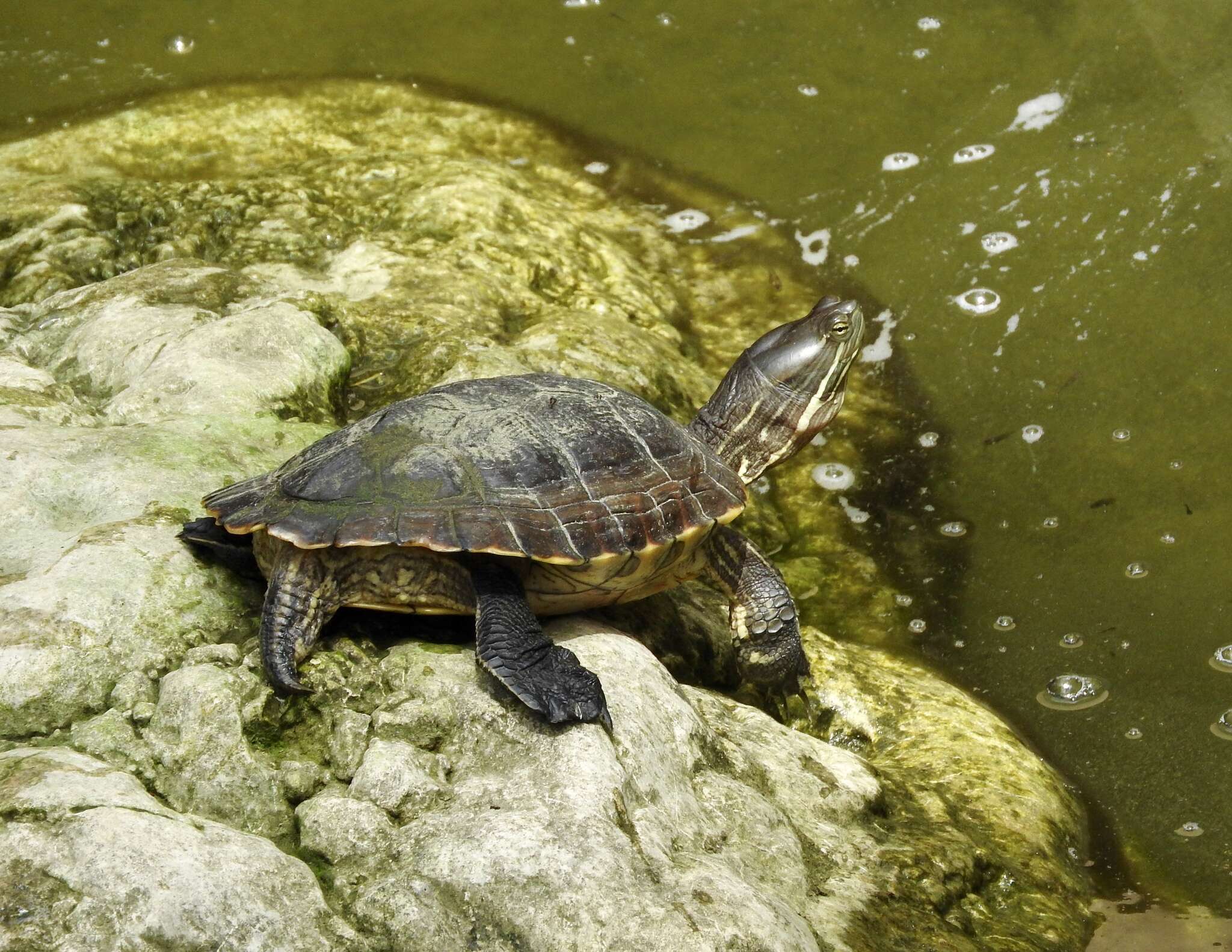 Image of Cat Island Freshwater Turtle