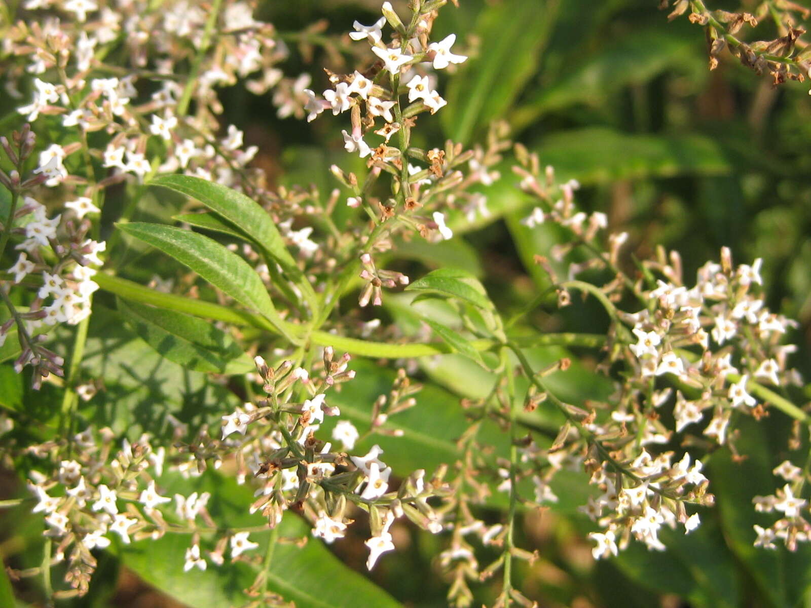 Image of lemon beebrush