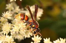 Euodynerus guerrero (de Saussure 1857) resmi