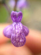 Image of Texas toadflax