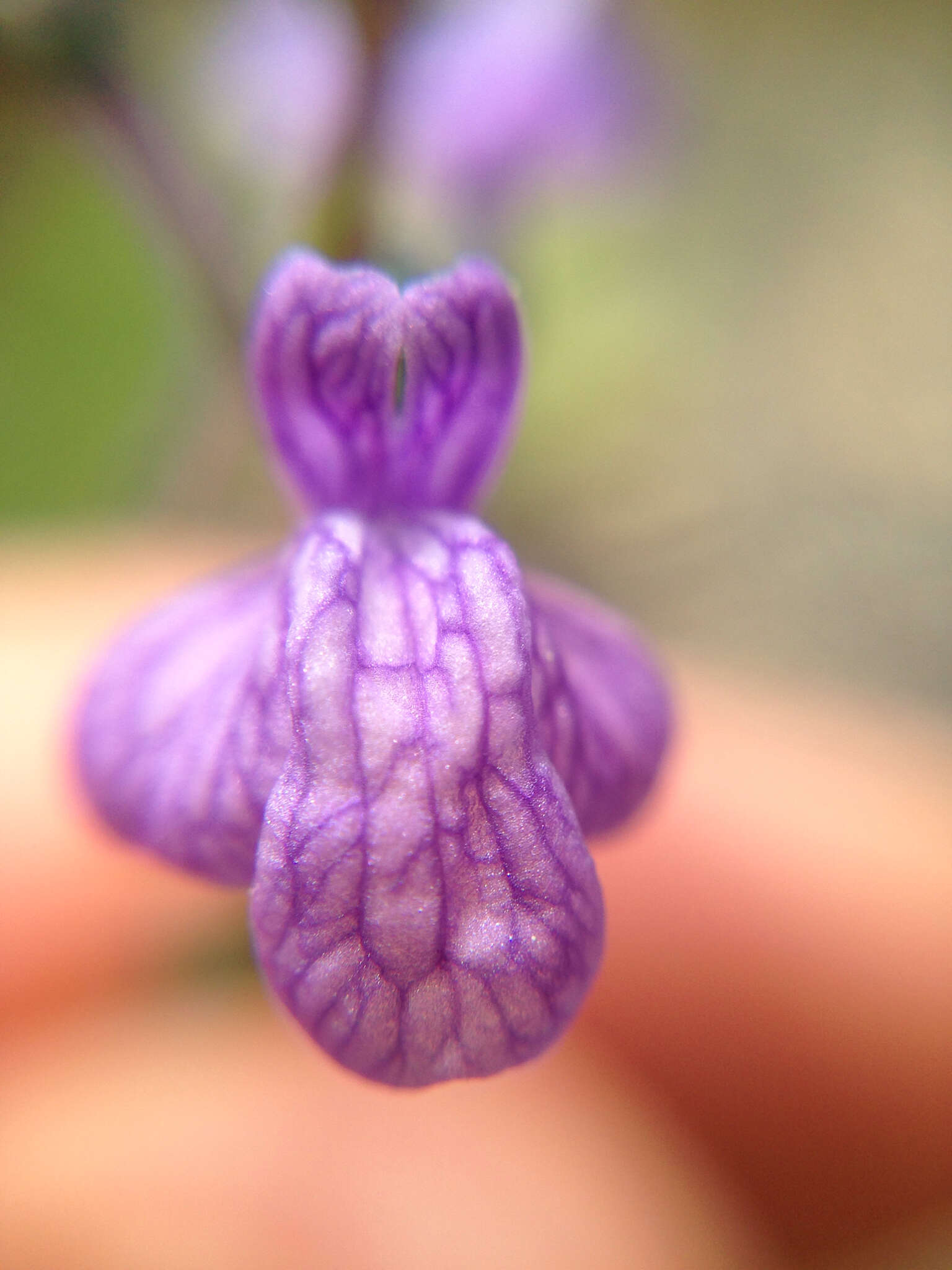 Image of Texas toadflax