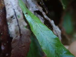 Notogrammitis pseudociliata (Parris) Parris的圖片