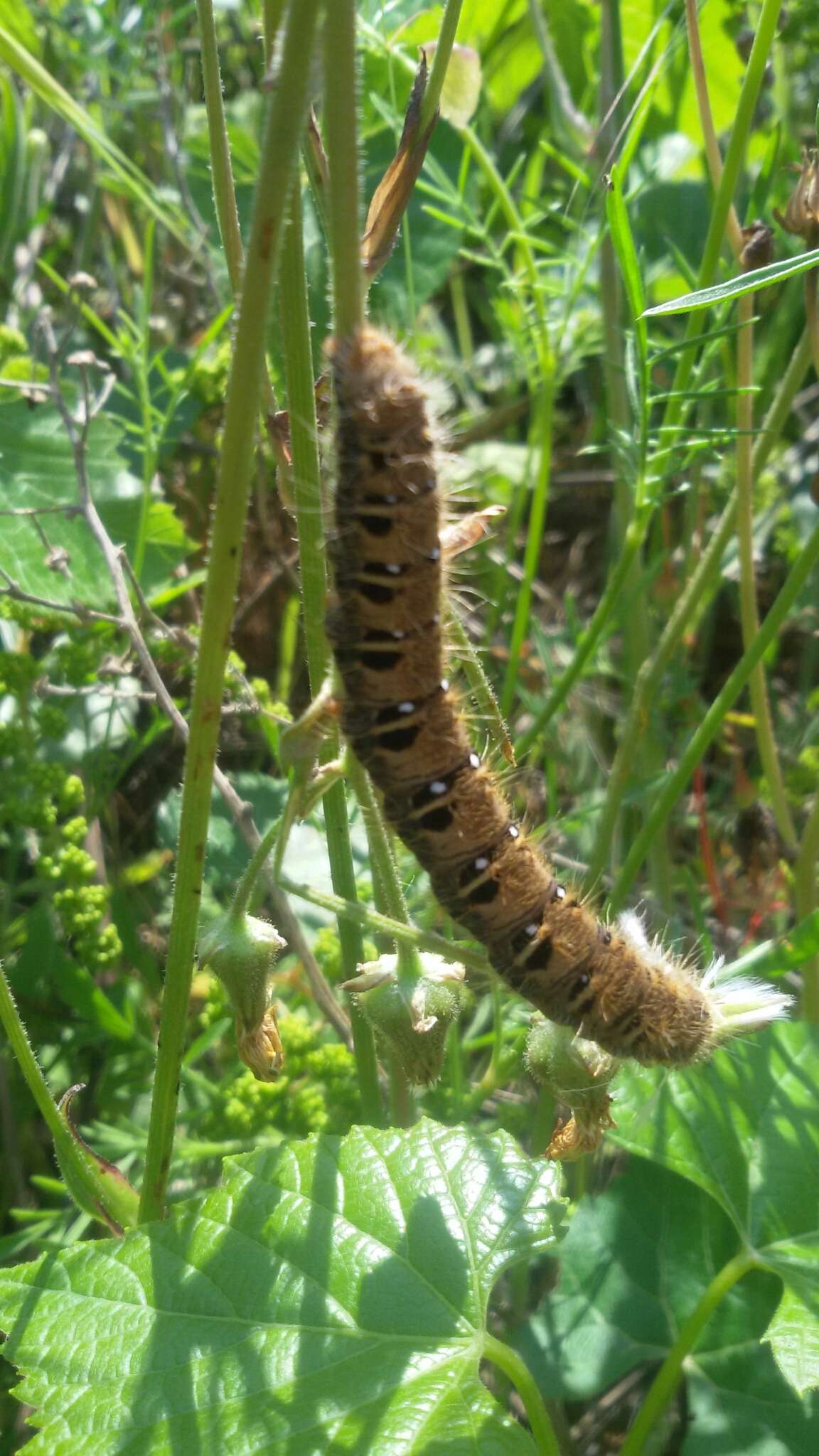 Lemonia taraxaci的圖片