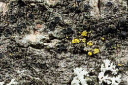 Слика од Catillaria nigroclavata (Nyl.) Schuler