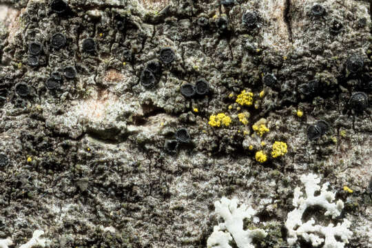 Image of catillaria lichen