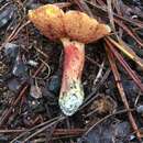 Image of Amoenoboletus weberi (Singer) Biketova, M. E. Sm. & Gelardi