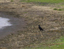 Image of Giant Cowbird