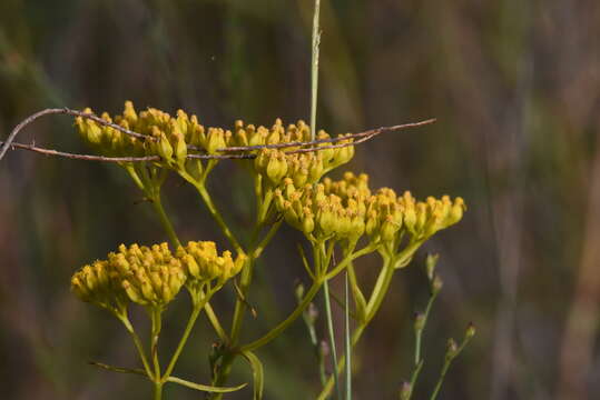 Image of narrowleaf yellowtops