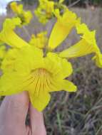 Image of Handroanthus coronatus (Proença & Farias) Farias