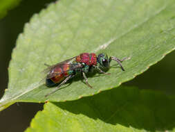 Imagem de Chrysis viridula L.